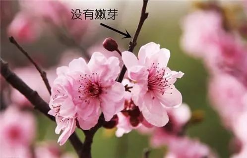 桃花盛放，杏花争艳——记短剧桃花沟（杏花沟）的74集之旅