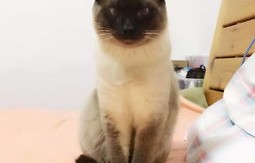 你吸的不是猫，是正能量