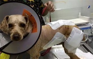 未拴绳泰迪惊吓小孩，男子愤怒抢狗暴摔事件