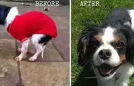 欢迎光临，这里是您的停狗位