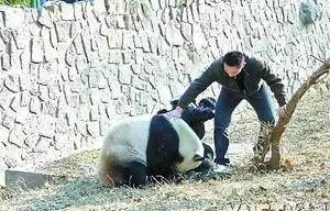男子住动物园酒店遭遇小熊猫进屋咬伤事件纪实