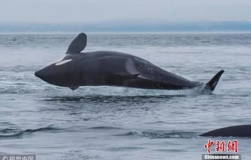 虎鲸妈妈与幼鲸的悲歌，一段长达17天的旅程