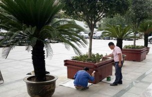 县政府门前巨资打造仿真椰子树，绿色与经济价值的双重考量