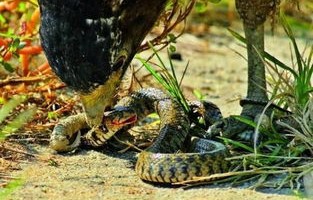 澳一男子后院惊现百余条毒蛇，奇遇与挑战并存