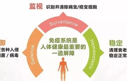 揭秘人体最大免疫器官，你未曾想到的守护者