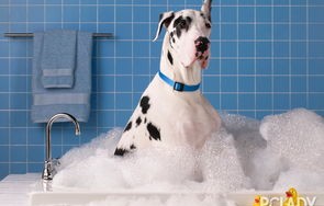 短剧野宠100，探索未知的宠物世界