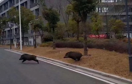南京玄武湖惊现野猪横渡——自然与城市和谐共生的生动一幕