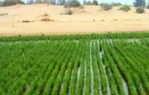 沙漠里能种水稻？揭秘种菜黑科技
