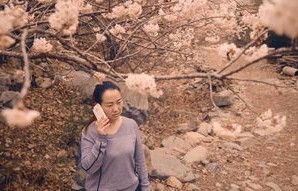 短剧苏叶的反攻——97集的精彩演绎