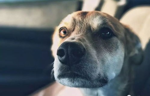 短剧犬父，四十集的父爱与人生