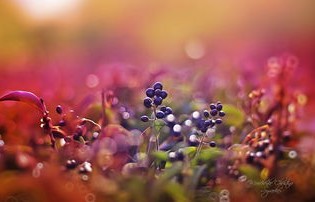 悲剧一刻，5岁儿童随舅舅滑野雪不幸遭遇意外，生命之花凋谢