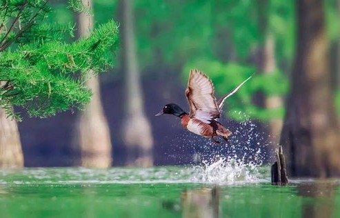 湖南沅江惊现世界极危物种，生态保护的重大发现与挑战