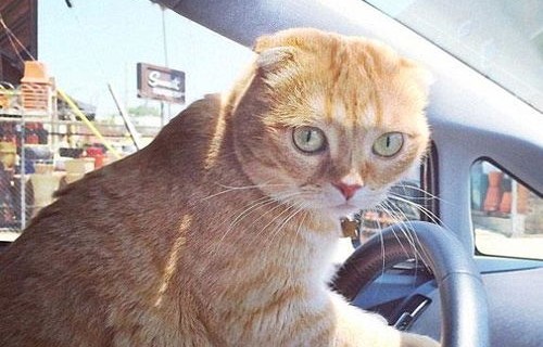 小猫咪打瞌睡，萌化人心的可爱瞬间