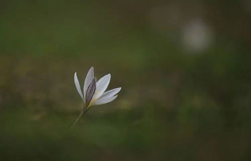 短剧野百合也有春天——王霭玲的春天篇章