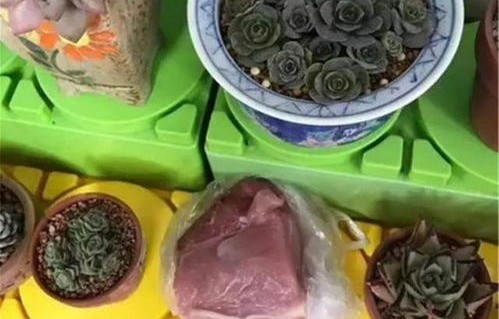 野猪肉为何不能成为餐桌上的佳肴？