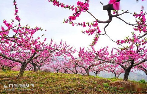 桃花村医，九秩长篇的乡村情深