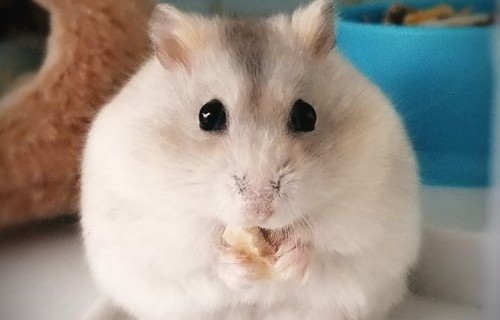 仓鼠的惊喜等待，女生取快递时发现小家伙咬开箱子