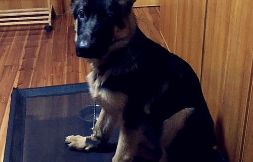 短剧中的她与小狼狗