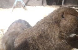 zoozoon(zoozoon什么意思)