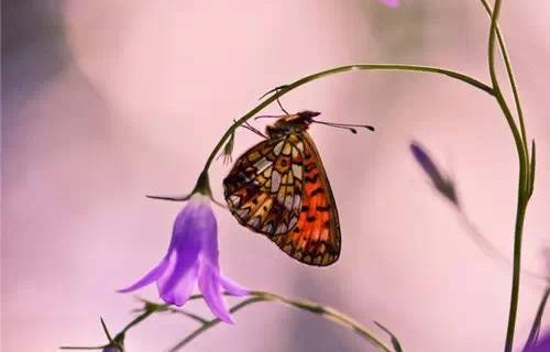 短剧新版破茧——99集的蜕变与成长