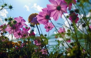 短剧人间芳菲四月天，68集的诗意人生