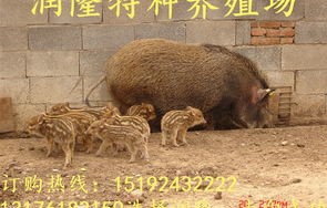 网红野猪家族的温馨瞬间，小猪崽诞生引爆游客投喂热潮