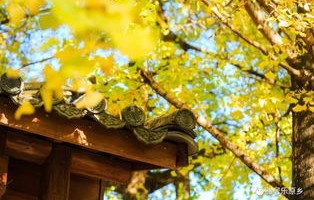 多地银杏叶迎来颜值巅峰——赏秋之行，邂逅金黄盛宴