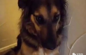 短剧我的失忆小奶狗——秦天爱与她的爱情故事