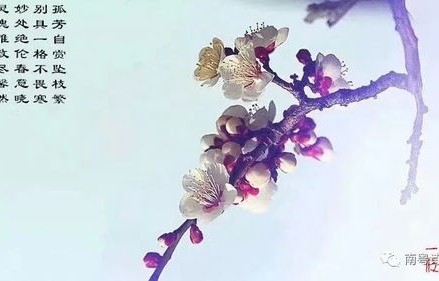 短剧侯门主母不当也罢——春意盎然，韵洁之影