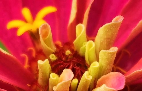 步步高花（步步高花学名叫什么）