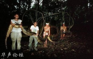 十月蛇胎，蛇君老公轻点宠——一部别具一格的短剧盛宴