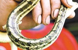 女子为赚带工费藏蛇入内衣，危险与贪婪的交织