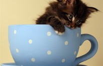 羊毛月与猫一杯的奇妙故事