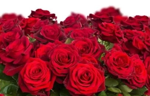 短剧中的刺玫瑰——裴夫人