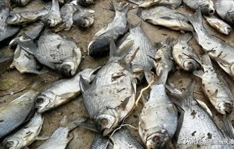 揭秘谣言，屠宰场排污水致鱼虾死亡？真相大白