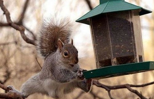 爸爸带娃放窜天猴意外烧坏路人珍贵始祖鸟