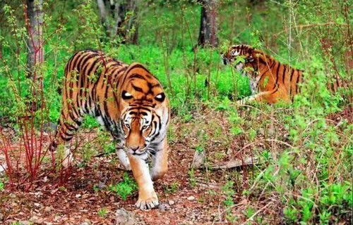 野生东北虎重现长白山，时隔三十年的自然奇迹