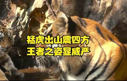 潜龙出山之我为王，百集短剧的传奇之路