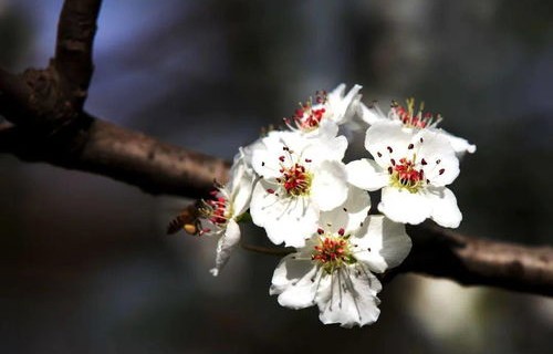短剧一树梨花压海棠——严雯丽的演绎之路