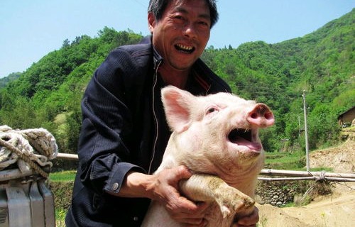 羽绒服涨价背后的猪之谜