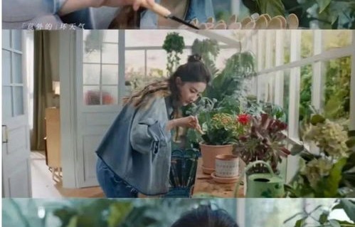 刘亦菲的浪漫之旅，冰封黄玫瑰的神秘魅力