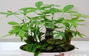 男子因贪图财富，竟将长势良好的发财树偷走