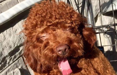 女孩串门遭遇猛犬狂追的惊险经历