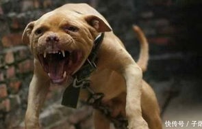 国产机器狗刷新速度极限，全球最快跑速达10米每秒