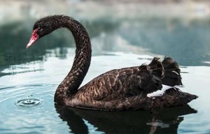 美国大选黑天鹅事件，松鼠门的背后与影响