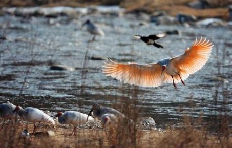 秦岭新物种揭秘，秦岭缺翅螳的发现与探索