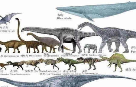 云南惊现罕见恐龙血，一例发现揭示生物奥秘