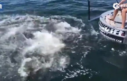 男子划船遭遇座头鲸吞食奇迹生还，生命之力的见证