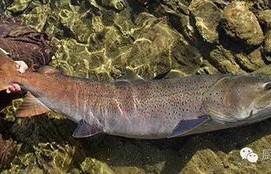 男子夜钓意外收获，挂满鱼的神秘之网