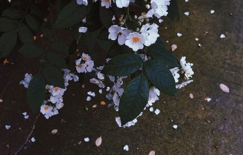 短剧梧桐叶里思星辰——百集之梦